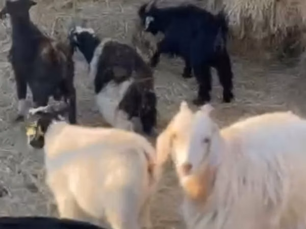 Goats (batch, sex not specified), Goats