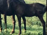 Horse (M), Rocky Mountain Horse — photo 1
