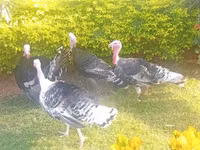 Turkeys — photo 3