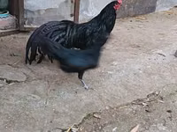 سوماترا — الصورة 5