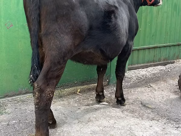 Kuh, Alatau-Rasse