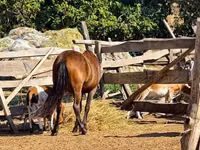 Horse (M), Horses — photo 1