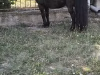 Hengst, Australian Pony — Foto 2