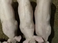 公猪 — 照片 4