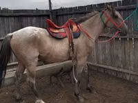 Horse (M), Altai horse — photo 1