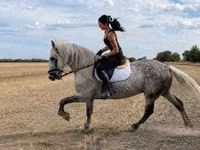 Hengst, Andalusian horse — Foto 3