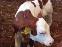 أبقار (دفعة، الجنس غير محدد), Simmental cattle — الصورة 2