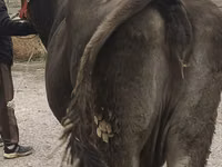गाय, अलाताऊ नस्ल — फ़ोटो 8
