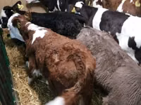 牛只（批次，未指定性别）, Simmental cattle — 照片 2