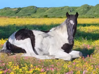 حصان, American paint horse — الصورة 2