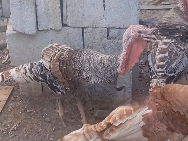 Turkeys