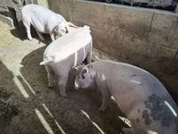 Cerdos (lote, sexo no especificado), Cerdos — foto 3