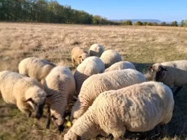 Ram, Shroshire sheep