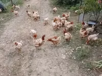 Chickens — 照片 2