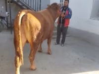 सांड, लिमोज़िन गाय — फ़ोटो 3