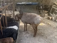 Ram, Sheep — photo 1