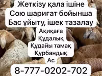 भेड़, Krasnoyarsk sheep — फ़ोटो 1