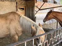 Caballo, Anglo-Arabian — foto 1