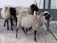 كبش, Hissar sheep — الصورة 1