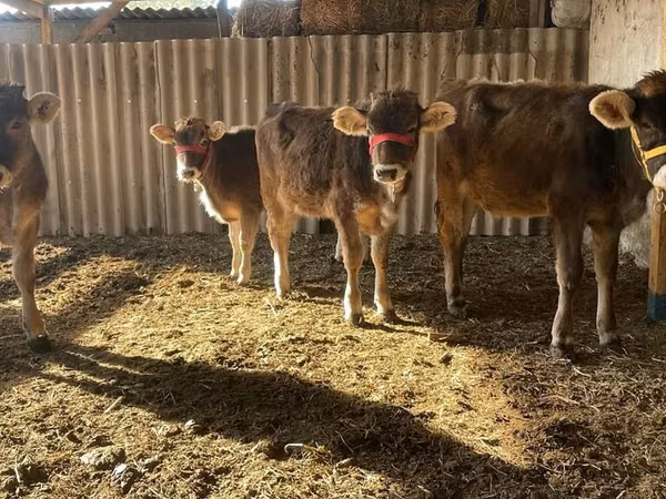 Kuh, Swiss cattle