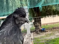 Chickens — foto 1