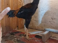 Chickens — 照片 5