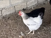 Turkeys — Foto 5