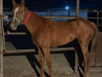 Stute, Kazakh horse — Foto 2