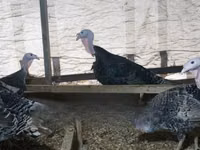 Turkeys — photo 7