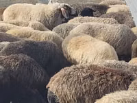 Ram, Sheep — photo 3