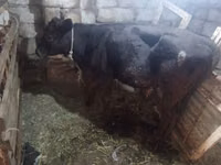 Cow, Simmental cattle — photo 4