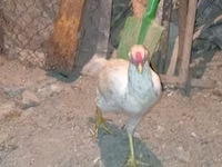 Chickens — 照片 5