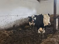 Kuh, Russian Black pied cattle — Foto 2