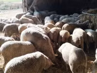 母羊, Ile-de-France sheep — 照片 2