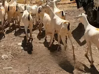 Goats (batch, sex not specified), Goats — photo 2