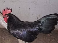 Chickens — Foto 4