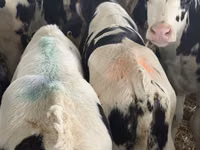 Rinder (Partie, Geschlecht nicht angegeben), Simmental cattle — Foto 3