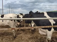 Kuh, Russian Black pied cattle — Foto 2