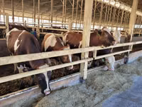गाय, Simmental cattle — फ़ोटो 1