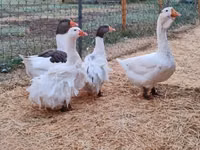 Geese — الصورة 1