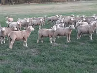 母羊, Ile-de-France sheep — 照片 3