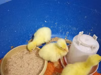 Geese — 照片 2