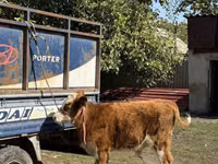 Bulle, Simmental cattle — Foto 3