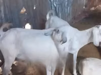 Goats (batch, sex not specified), Goats — photo 3