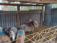 Carnero, Rhon sheep — foto 2