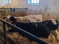 ثور, Russian Black pied cattle — الصورة 3