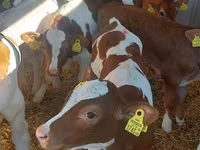 सांड, Simmental cattle — फ़ोटो 1