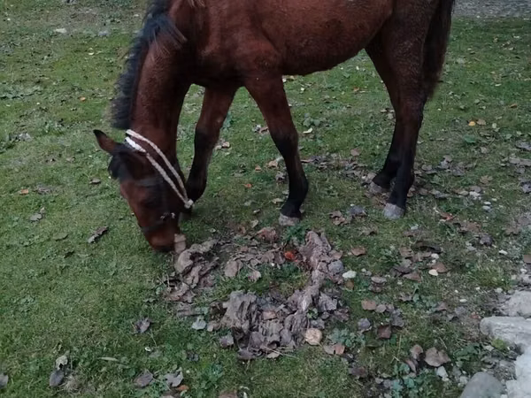 Horse (M), Horses