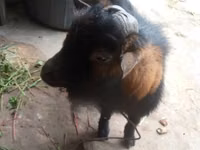 Billy Goat, Goats — photo 4