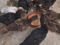 Chickens — Foto 2